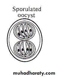 د.حنان