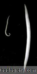 د.حنان