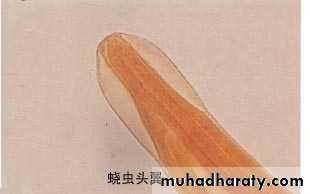 د.حنان