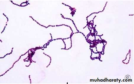 Streptococcus