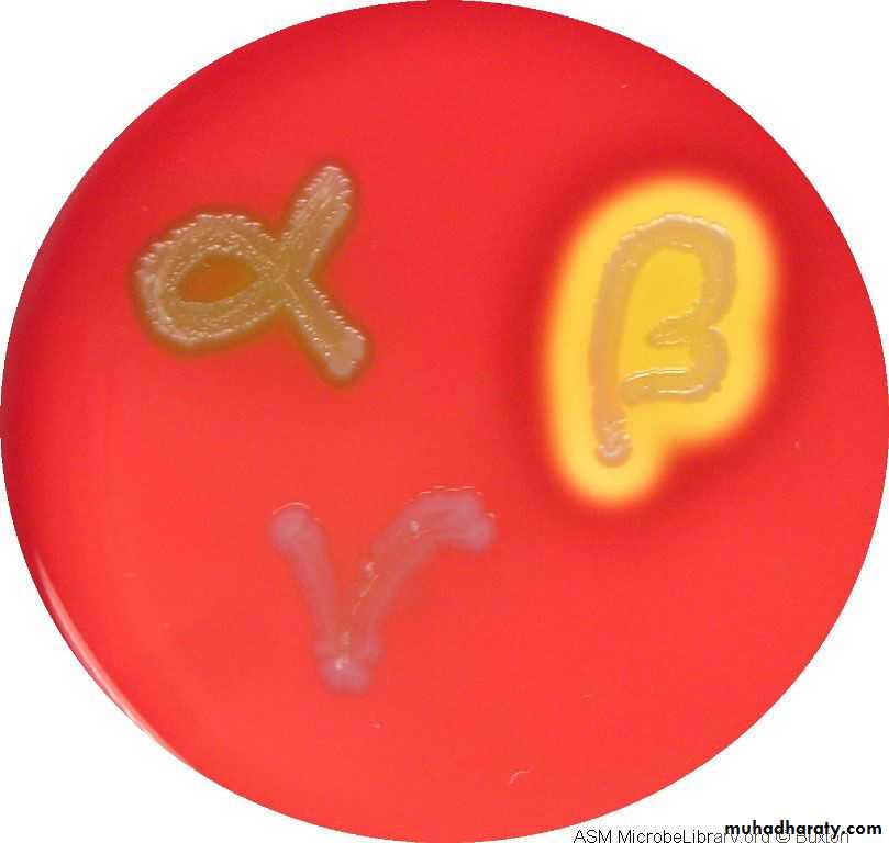 Streptococcus