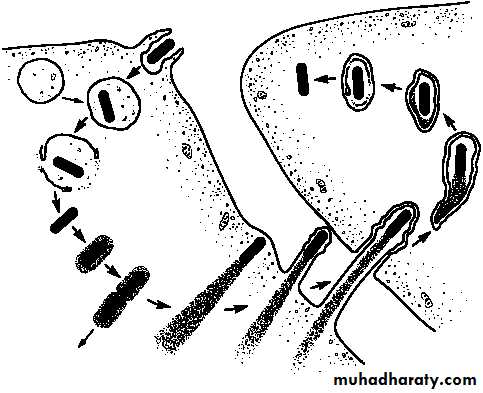 L.monocytogenes