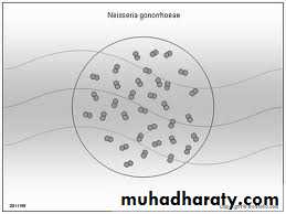 Nisseriea