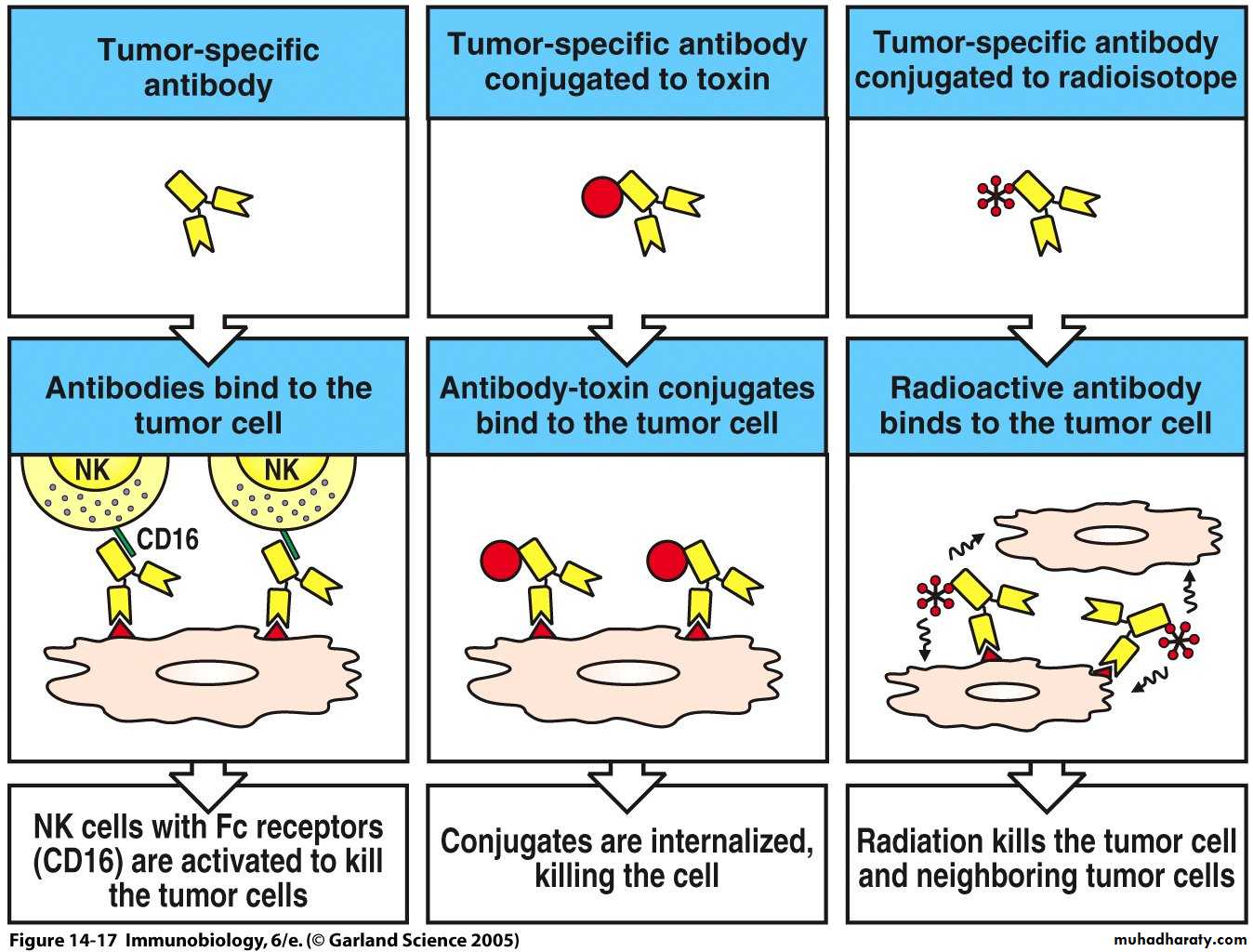 Immunology