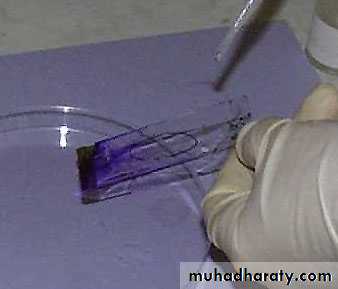 د.محمد