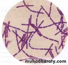 د.محمد