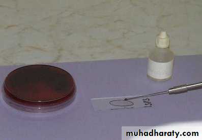 د.محمد