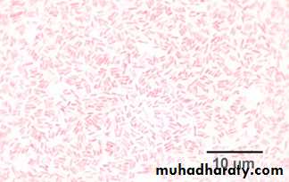 د.محمد