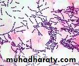 د.محمد