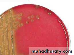 د.محمد