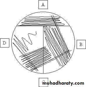 د.كوثر