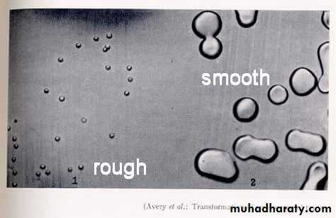 د.كوثر