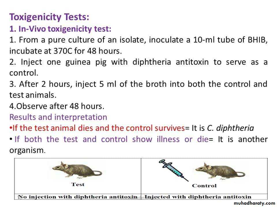 د.كوثر