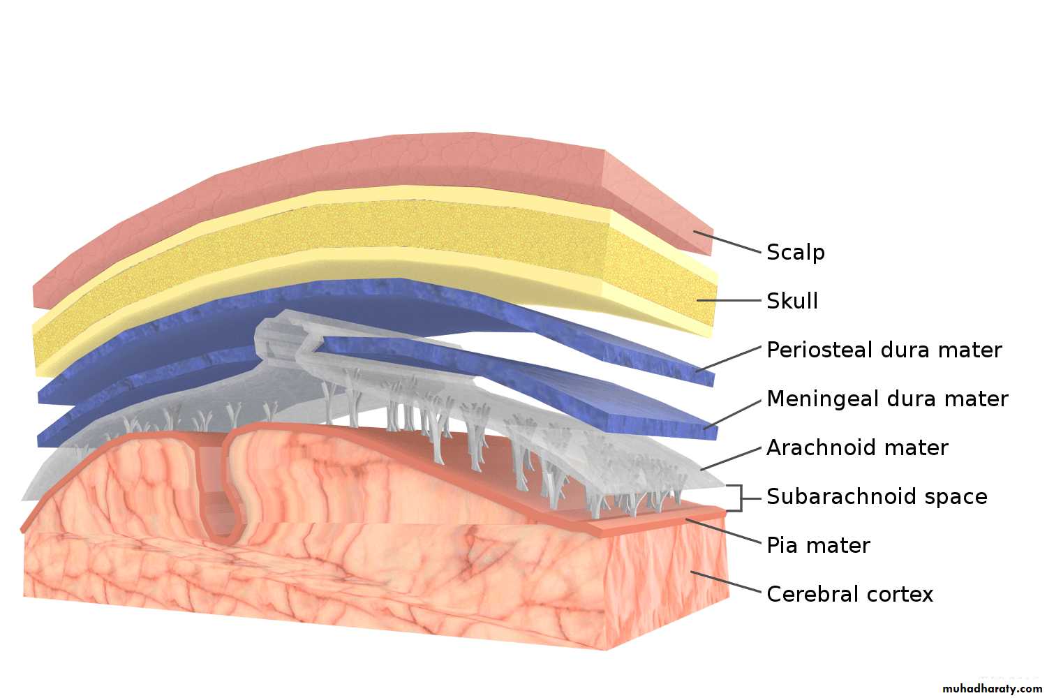 CNS Infection