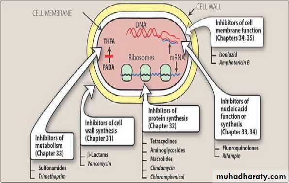 Antibiotic drugs