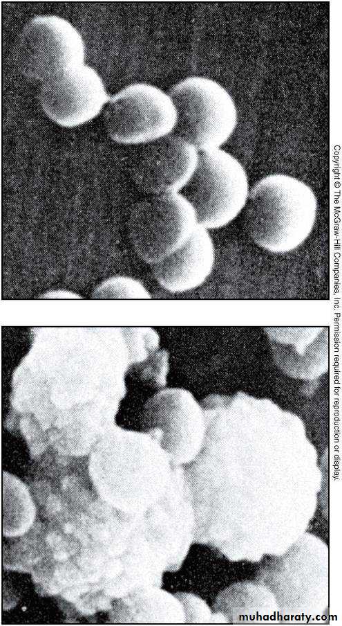 Antibiotic drugs