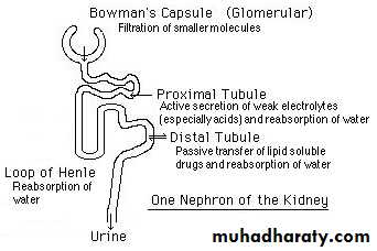 Drug excretion