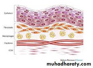 Drug excretion