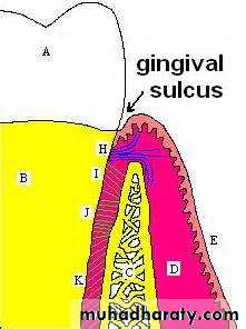 Drug excretion
