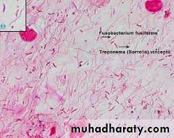 lactobacilli