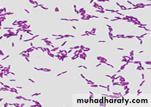lactobacilli