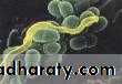 lactobacilli