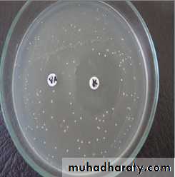 lactobacilli