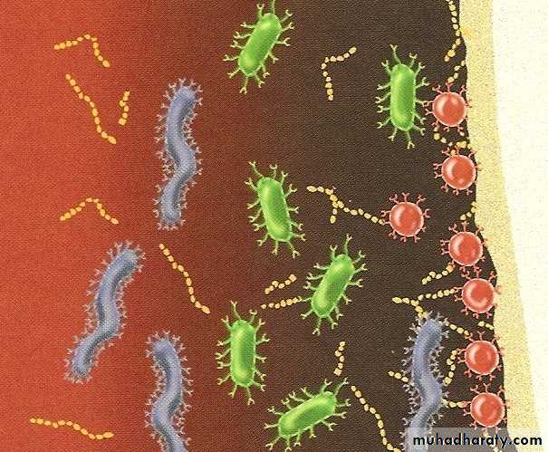 lactobacilli