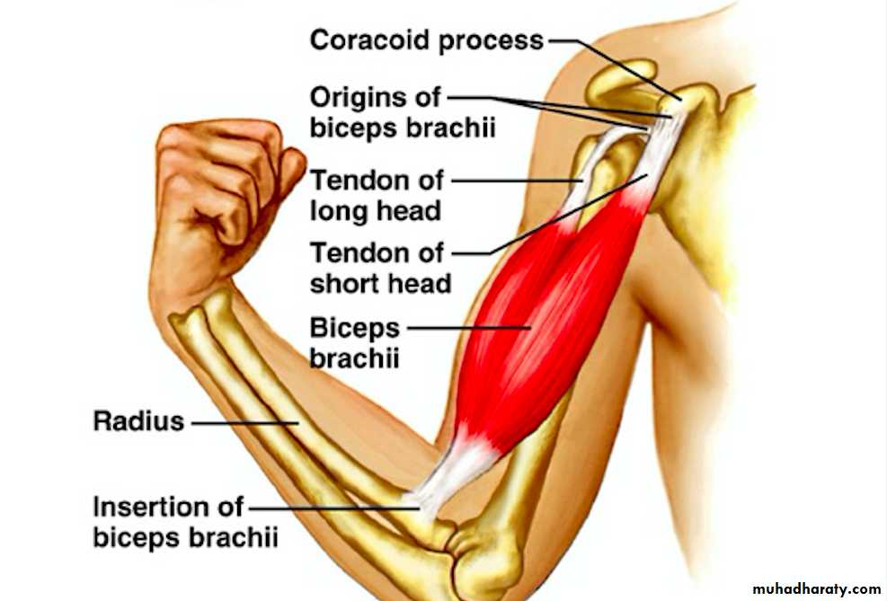 Rotator Cuff Disorders