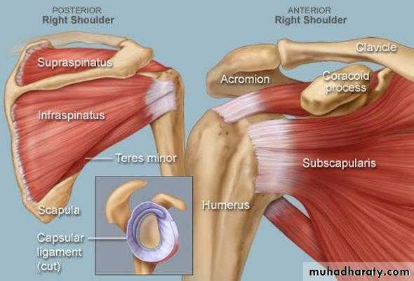 Rotator Cuff Disorders