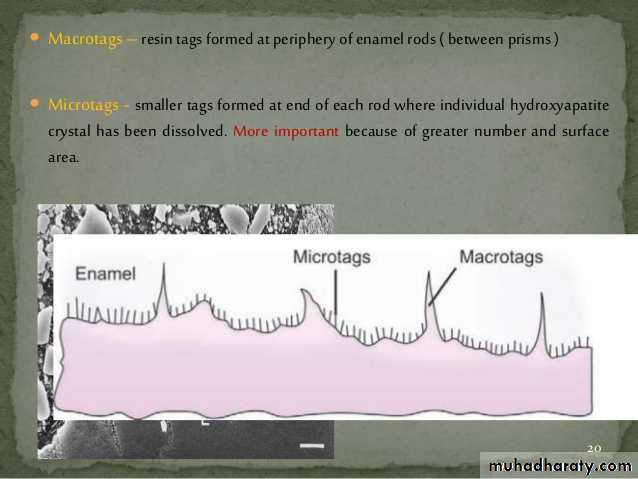 Dental Adhesion