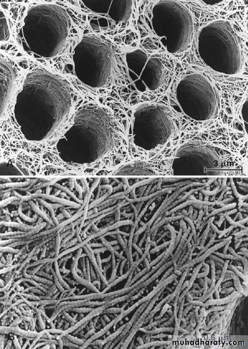 Dental Adhesion