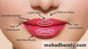 cleft lip and palate