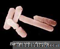 Black pigmented bacteria