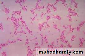 Black pigmented bacteria
