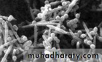 Black pigmented bacteria
