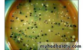 Black pigmented bacteria