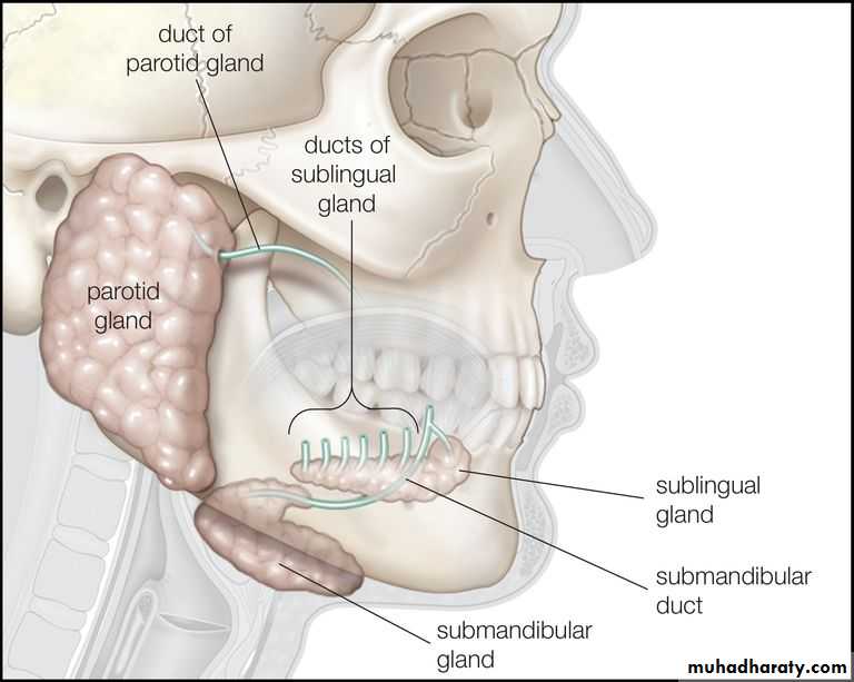 Salivary gland ppt