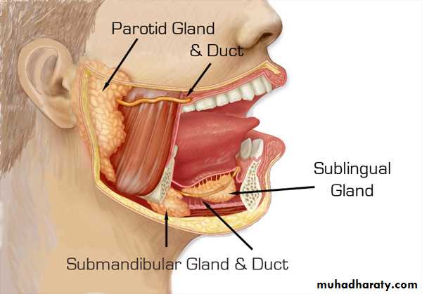 Salivary gland ppt