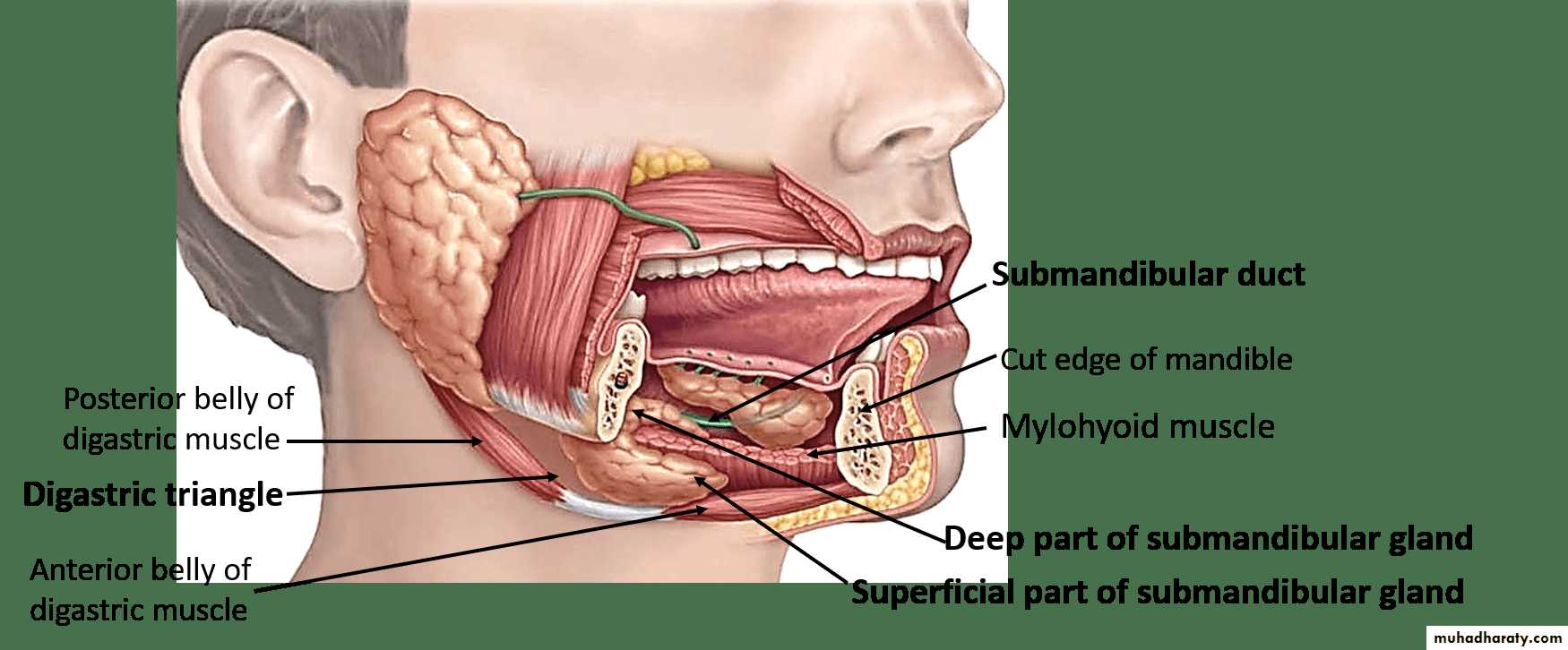 Salivary gland ppt
