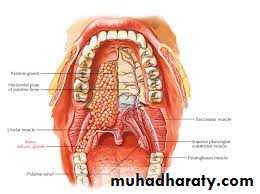 Salivary gland ppt
