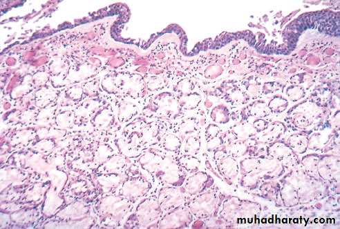 Respiratory system