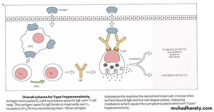 Respiratory system