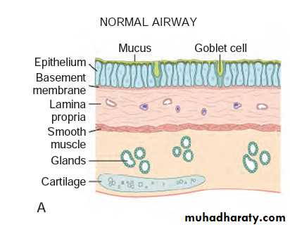 Respiratory system