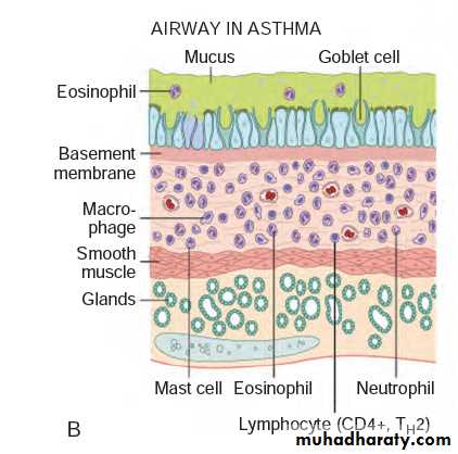 Respiratory system