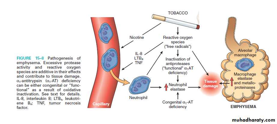 Respiratory system