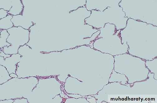 Respiratory system