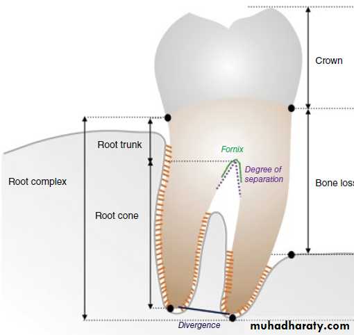 furcation involvement