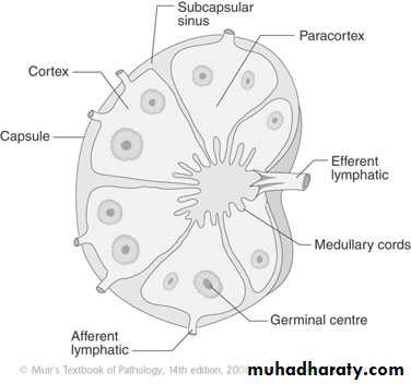 lymphreticular dentistry