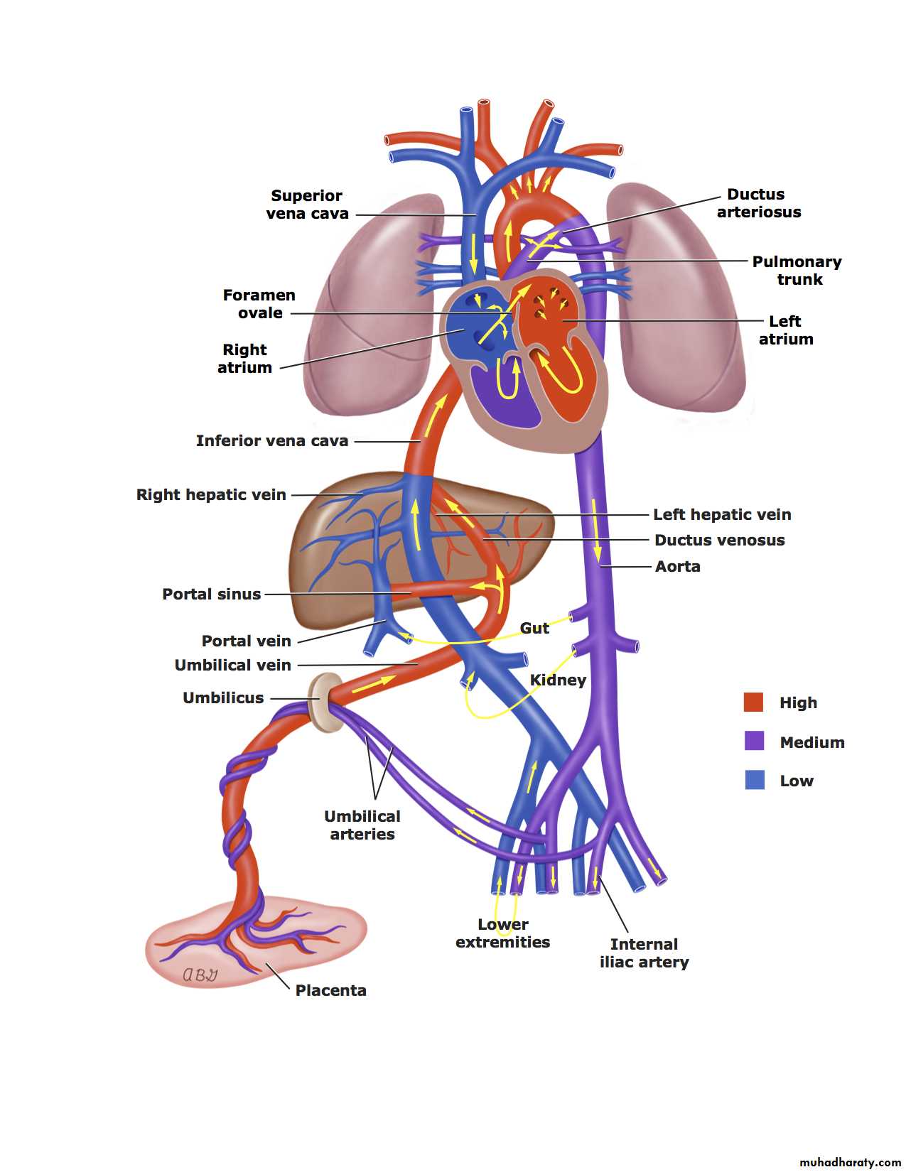 Cardiology